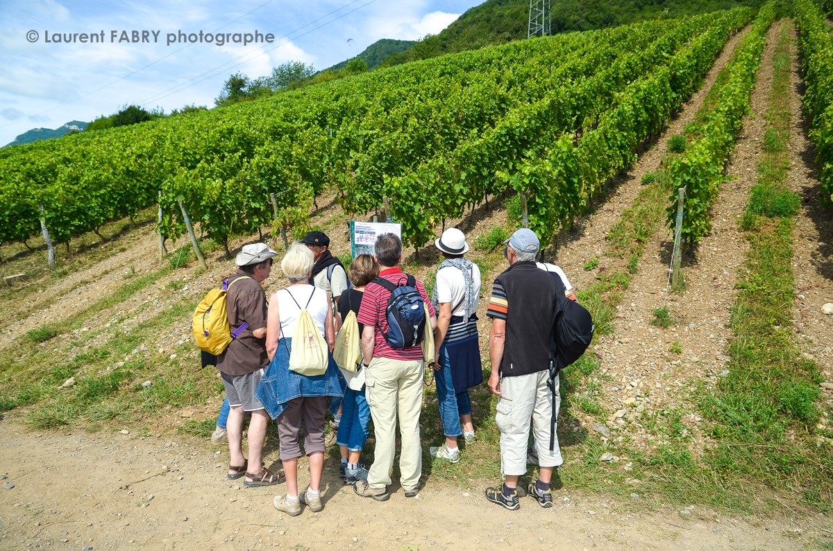 photographe tourisme : les promeneurs de la balade gourmande en Combe de Savoie lisent un panneau d'informations à l'entrée d'un rang de vigne