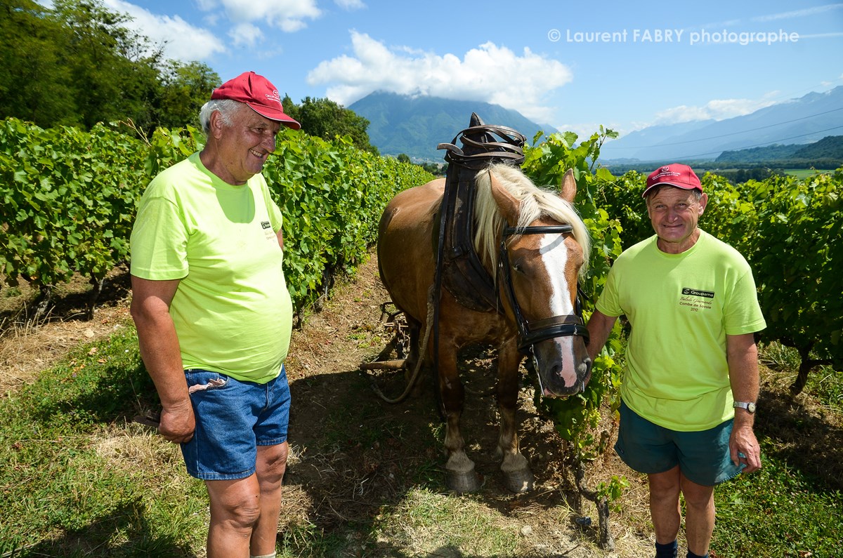 photographe tourisme sur une balade gourmande : des bénévoles montrent le travail de la vigne à cheval