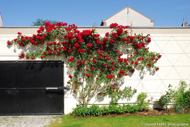 Photographe architecte paysagiste : un rosier grimpant le long du mur du jardin