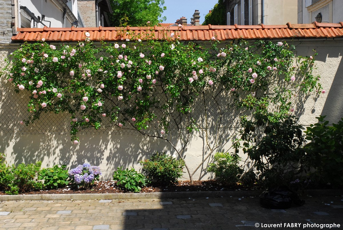 Photographe architecte paysagiste : rosier grimpant de couleur blanche contre un mur surmonté de tuiles