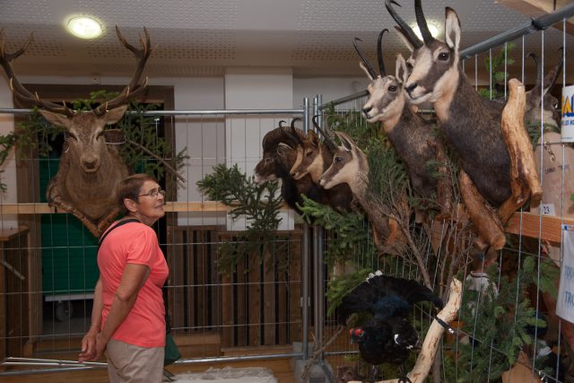 Photographe tourisme sur une fête de village en Savoie : exposition de trophées de chasse par l'ACCA des Allues : chamois