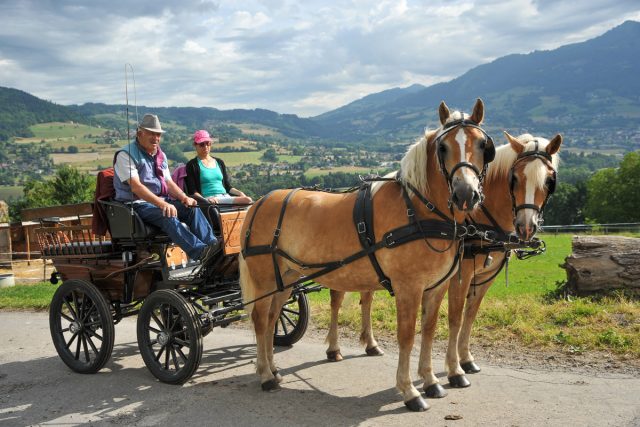 Photographe équitation en Auvergne Rhône Alpes : Reportage photo équestre à l'Ecole d'Equitation de Peillonnex