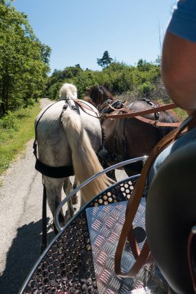 Photographe équitation en Auvergne Rhône Alpes : Shooting photo équestre dans la Drome des Collines pour le CRTE Rhone Alpes