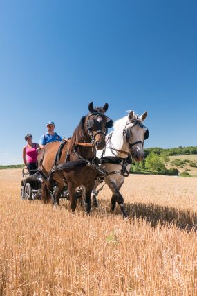 Photographe équestre en Auvergne Rhône Alpes : Les cavaliers de la Drome a Cheval font une séance photo pro pour le CRTE