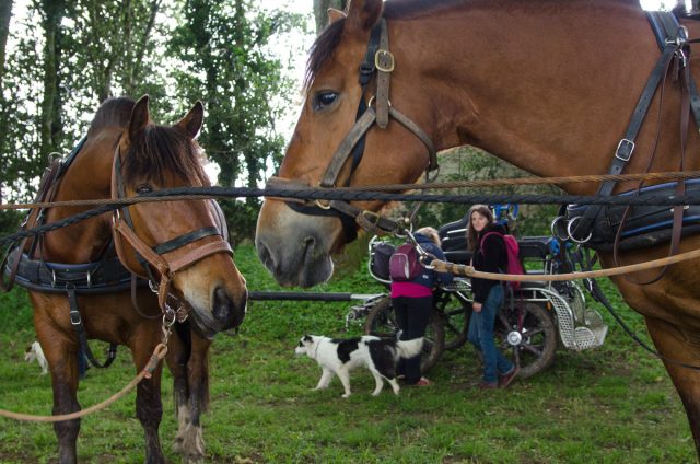 Photographe en Auvergne Rhône Alpes : shooting photo équestre professionnel de l'inauguration des circuits itinérants équestres et d'attelage des Vals du Dauphine