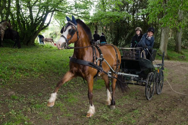 Photographe en Auvergne Rhône Alpes : photo équestre professionnelle de l'inauguration des circuits itinérants équestres et d'attelage des Vals du Dauphine