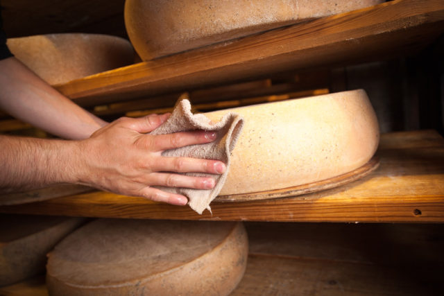 photographe frottage du fromage dans les Caves d'Affinage de Savoie, Rognaix