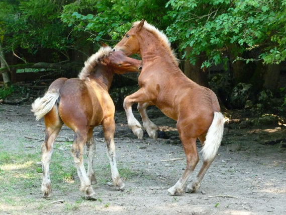 Photographe patrimoine et traditions dans les Alpes : jeunes chevaux