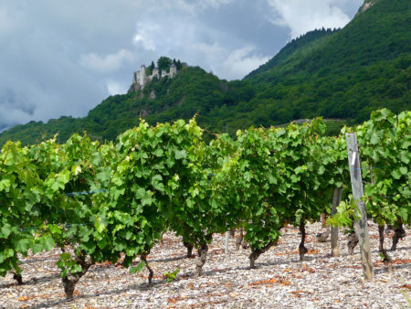 Photographe patrimoine et traditions dans les Alpes : les vignes sous le Château de Miolans