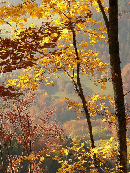 Photographe patrimoine et traditions dans les Alpes : feuilles d'automne dans les Bauges