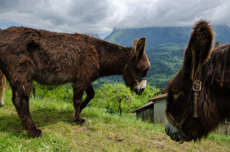 Photographe patrimoine et traditions dans les Alpes : des ânes en Chartreuse