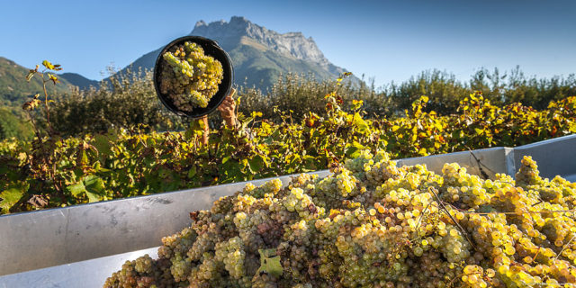 Photographe en décoration de bureaux dans les Alpes : vendanges dans le vignoble de Savoie
