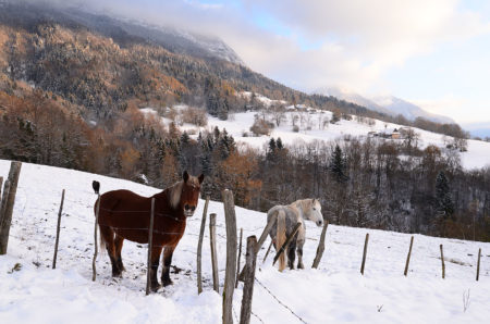 Photographe Patrimoine Et Traditions Dans Les Alpes : Chevaux Sous La Neige