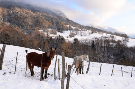 Photographe patrimoine et traditions dans les Alpes : chevaux sous la neige