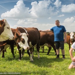 Fabrice Pasquier et Maxime Chavannes au milieu de leur troupeau de vaches de race Abondance, dans leur GAEC créée en 2013 à Peillonnex (Haute Savoie, 74)