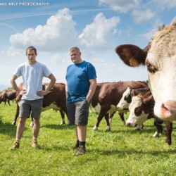 Fabrice Pasquier et Maxime Chavannes au milieu de leur troupeau de vaches de race Abondance, dans leur GAEC créée en 2013 à Peillonnex (Haute Savoie, 74)