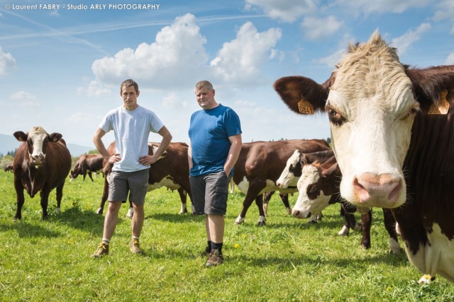 Fabrice Pasquier et Maxime Chavannes au milieu de leur troupeau de vaches de race Abondance, dans leur GAEC créée en 2013 à Peillonnex (Haute Savoie, 74)