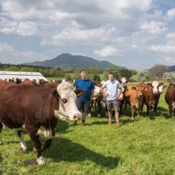 Fabrice Pasquier et Maxime Chavannes au milieu de leur troupeau de vaches de race Abondance et devant leur bâtiment de 1500 mètres carré, dans leur GAEC créée en 2013 à Peillonnex (Haute Savoie, 74)