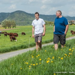 Fabrice Pasquier et Maxime Chavannes au milieu de leur troupeau de vaches de race Abondance, dans leur GAEC créée en 2013 à Peillonnex (Haute Savoie, 74)