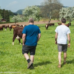 Fabrice Pasquier et Maxime Chavannes au milieu de leur troupeau de vaches de race Abondance, dans leur GAEC créée en 2013 à Peillonnex (Haute Savoie, 74)