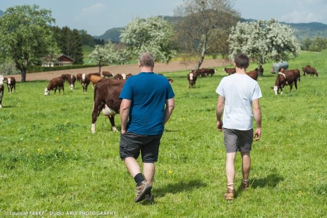 Fabrice Pasquier et Maxime Chavannes au milieu de leur troupeau de vaches de race Abondance, dans leur GAEC créée en 2013 à Peillonnex (Haute Savoie, 74)