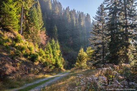 Rayons de lumière dans la forêt des Saisies (photographe du Beaufortain, Savoie)