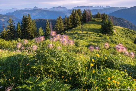 Anémones sous la Roche Parstire, massif du Beaufortain, Savoie - mountain flowers in Beaufortain range, Savoie