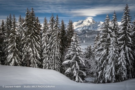 Le Mont Blanc entre les sapins du Val d'Arly