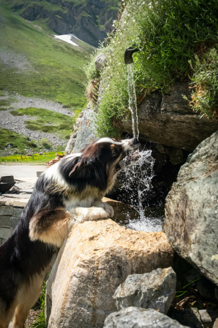 Le chien du gardien sait où trouver l'eau fraîche au refuge du Roc